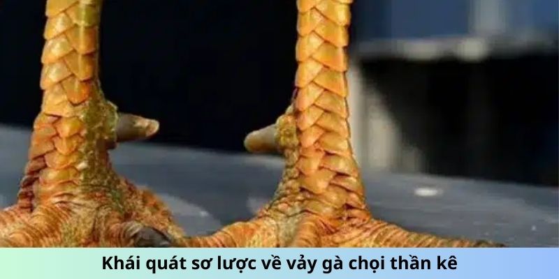 Vảy Gà Chọi Thần Kê - Lợi Thế Tiềm Ẩn Từ Lớp Vảy Bất Bại 1 Trang Chủ Jun88.com #1 Việt Nam Khái quát sơ lược về vảy gà chọi thần kê